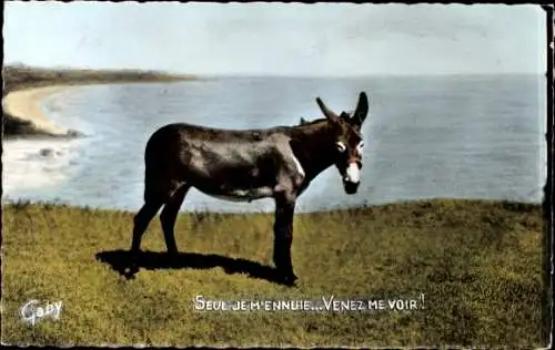 Ak Esel auf einer Wiese am Meer