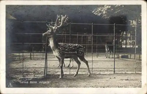 Ak Cervus dama vulgaris, Dahmhirsch