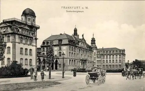 Ak Frankfurt am Main, Senkenbergianum