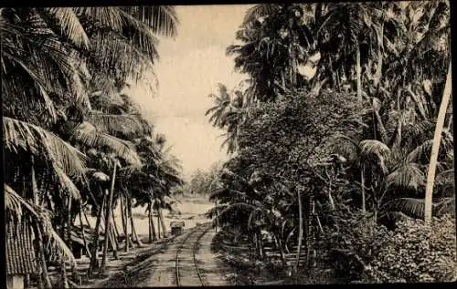 Ak Colombo Ceylon Sri Lanka, Sea Side Railway passing through Cocoanut Estate