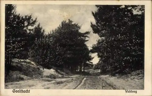 Ak Geesthacht an der Elbe, Waldweg