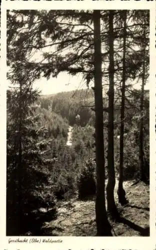 Ak Geesthacht an der Elbe, Wald