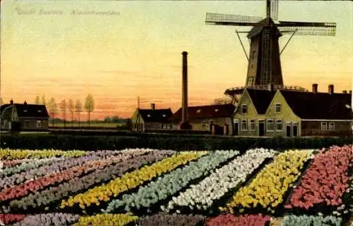 Ak Haarlem Nordholland Niederlande, Hiacinthenvelden, Mill