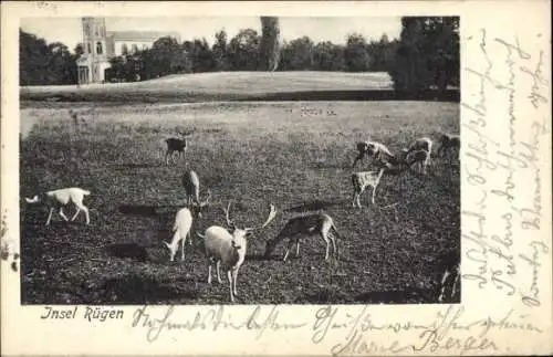 Ak Lauterbach Putbus auf der Insel Rügen, Wildgehege