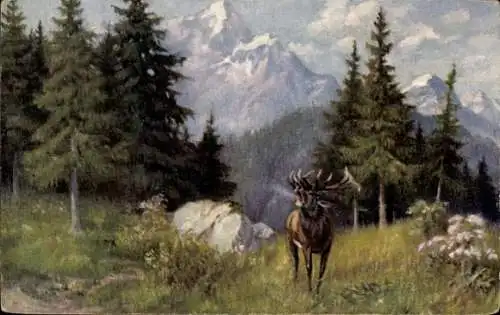 Ak Brüllender Hirsch am Waldrand, Brunft, Gebirge