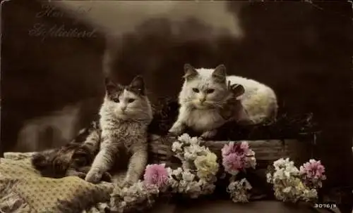 Ak Zwei Katzen, Blumen