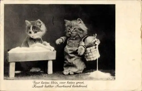 Ak Zwei vermenschlichte Katzen, Portrait