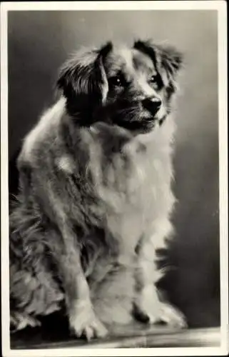 Ak Junger Hund, Tierportrait