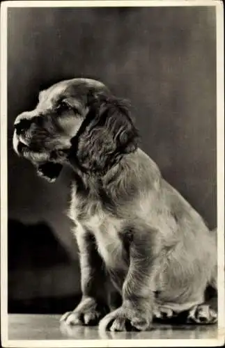 Ak Junger Hund, Welpe, Tierportrait