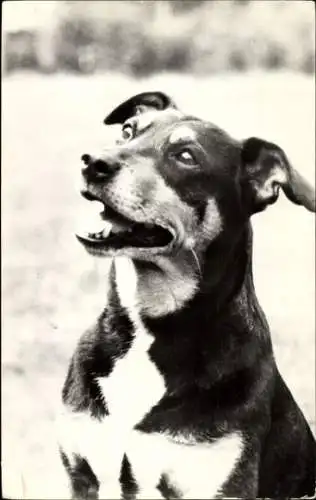 Ak Hund, Tierportrait