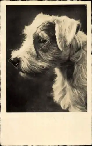 Ak Hund, Tierportrait, Kopfstudie