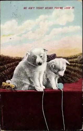 Ak Zwei junge Hunde, Welpen, Wollknäuel