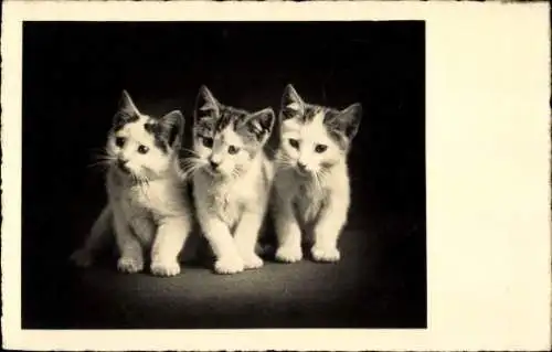 Ak Drei junge Katzen, Kätzchen