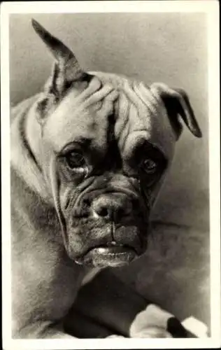 Ak Bulldogge, Tierportrait, Hund