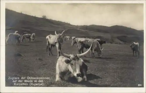 Ak Repenye Karpathen Ukraine, Zugtiere der Ochsenkolonnen