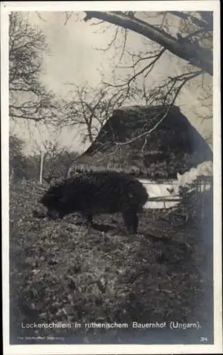 Ak Ungarn, Lockenschwein in ruthenischem Bauernhof