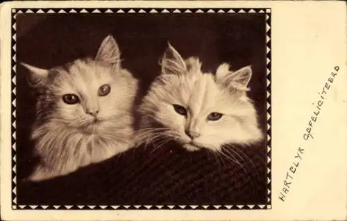 Ak Zwei Katzen, Portrait