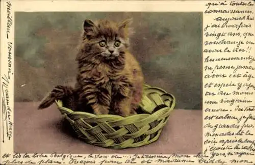 Ak Junge Katze im Korb, Portrait