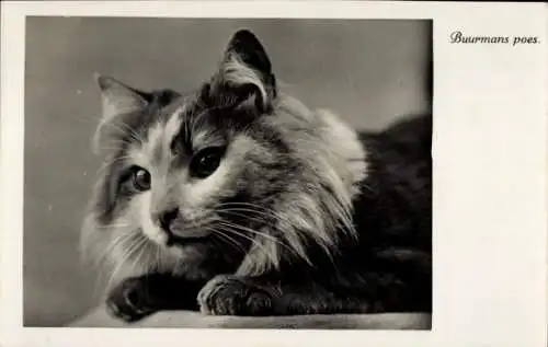 Ak Katze, Tierportrait, Schnurrbart