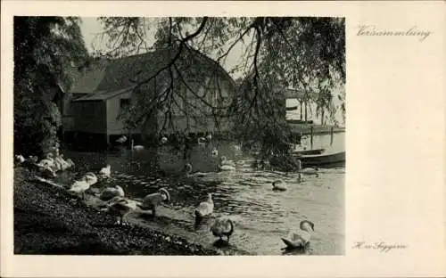 Ak Versammlung, Teich, Schwäne