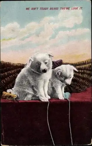 Ak Zwei junge Hunde, Welpen, Wollknäuel