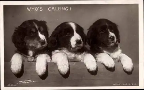 Ak Drei schwarz-weiße Hunde, Tierportrait