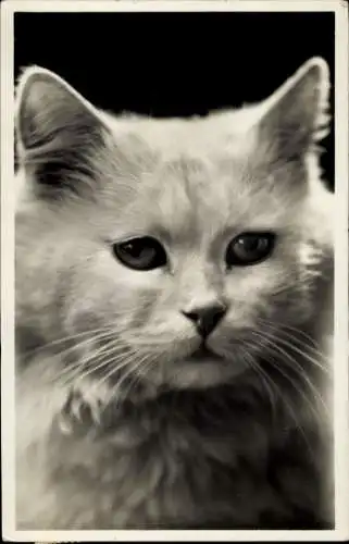 Foto Ak Weiße Katze, Tierportrait