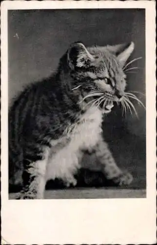 Foto Ak Junge Katze, Tierportrait