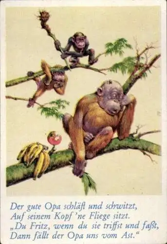 Sammelbild Lustige Bilder Nr. 34, Orang Utan schläft auf einem Ast