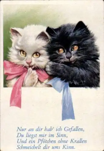 Sammelbild Lustige Bilder Nr. 102, schwarze und weiße Katze