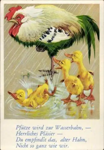 Sammelbild Lustige Bilder Nr. 138, Hahn und Entenküken im Regen