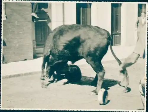 Foto Vila Franca de Xira Portugal, Stierkampf auf offener Straße, Straßenkampf