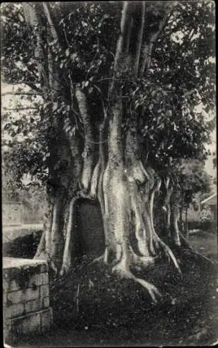 Ak Badulla Sri Lanka, famous Bo Tree, embracing tomb stone