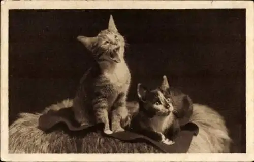 Ak Zwei junge Katzen, Neugierde, Zunge, Tierportrait