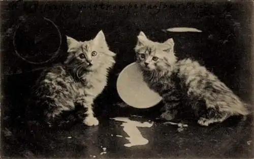 Ak Zwei junge Katzen, Schale mit Milch