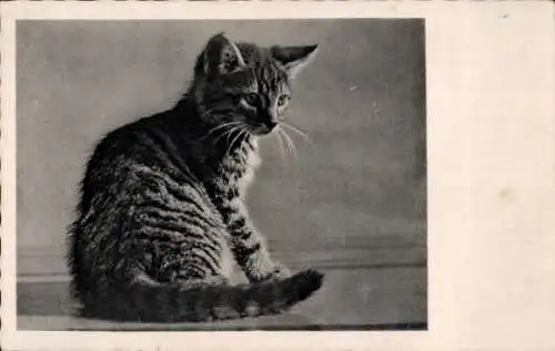 Ak Junge Katze, Tierportrait
