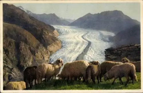 Ak Belalp ob Brig, Großer Alpengletscher, Schafe
