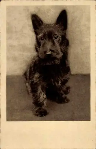 Ak Hund, Terrier, Tierportrait