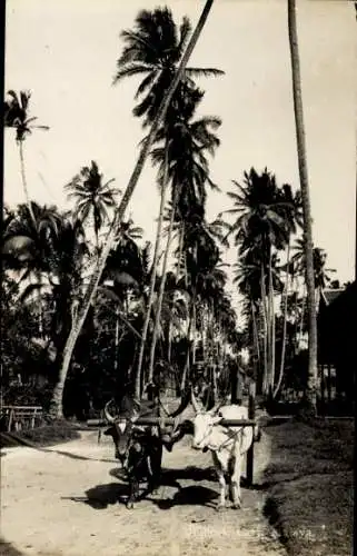 Foto Ak Malaya Malaysia, Bullock Cart, Ochsenfuhrwerk, Palmenallee