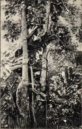 Ak Perak Malaysiam, Malay Peninsula, Wild Sakei