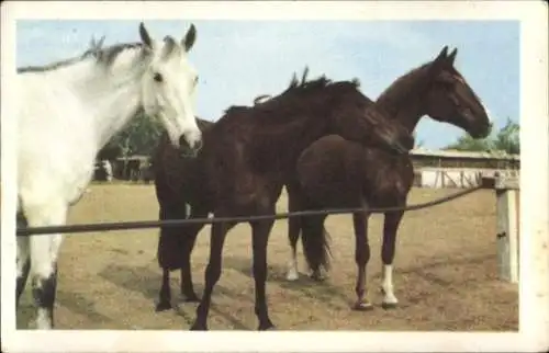 Sammelbild Gut Freund mit Tieren, Serie 17 Band 1 Bild 24 drei Pferde