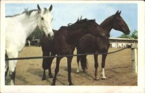 Sammelbild Gut Freund mit Tieren, Serie 17 Band 1 Bild 24 drei Pferde