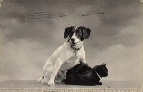 Ak Weißer Hund und schwarze Katze, Tierportrait