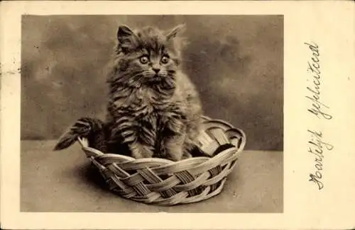 Ak Junge Katze im Korb, Tierportrait