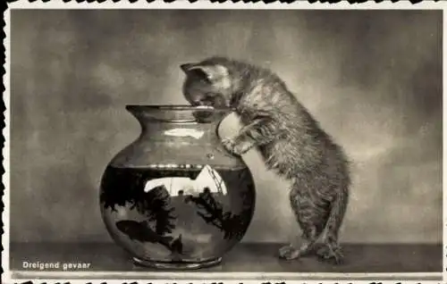 Ak Junge neugierige Katze, Fische im Aquarium