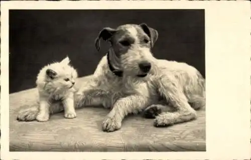 Ak Junge Katze und Terrier, Tierportrait
