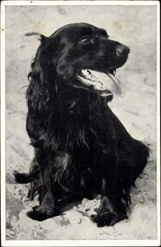 Ak Schwarzer Hund, Tierportrait, Tierschutz