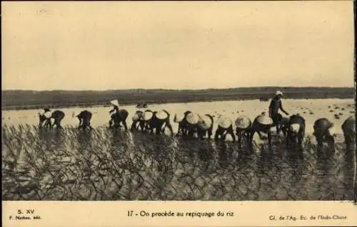 Ak Vietnam, Repiquage du riz, Reisernte