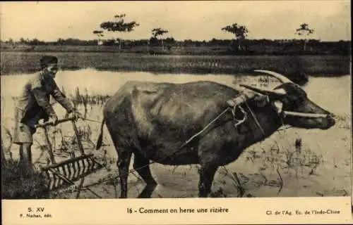 Ak Vietnam, Bauer mit Rind auf dem Reisfeld, Reisanbau