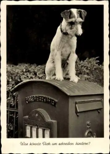 Ak Terrier sitzt auf einem Postbriefkasten